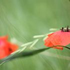 RED POPPY