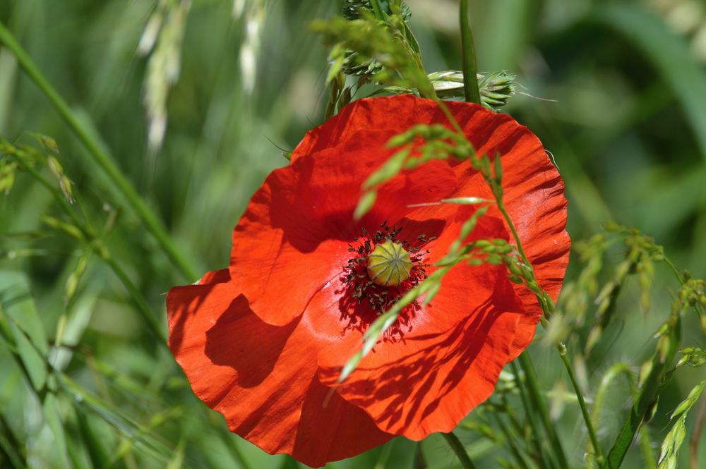 red poppy