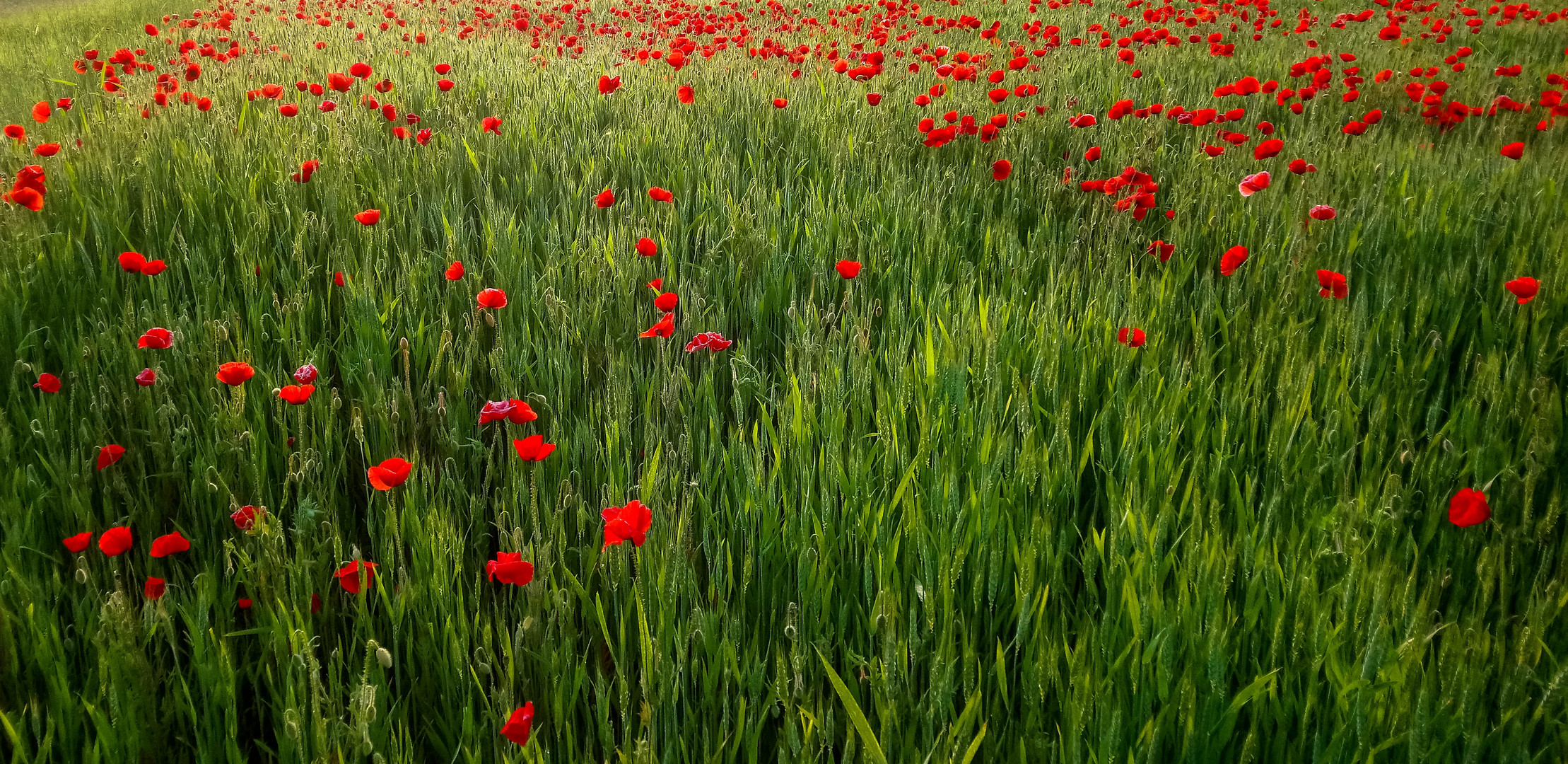 ..red poppy..