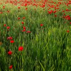 ..red poppy..