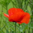 red poppy