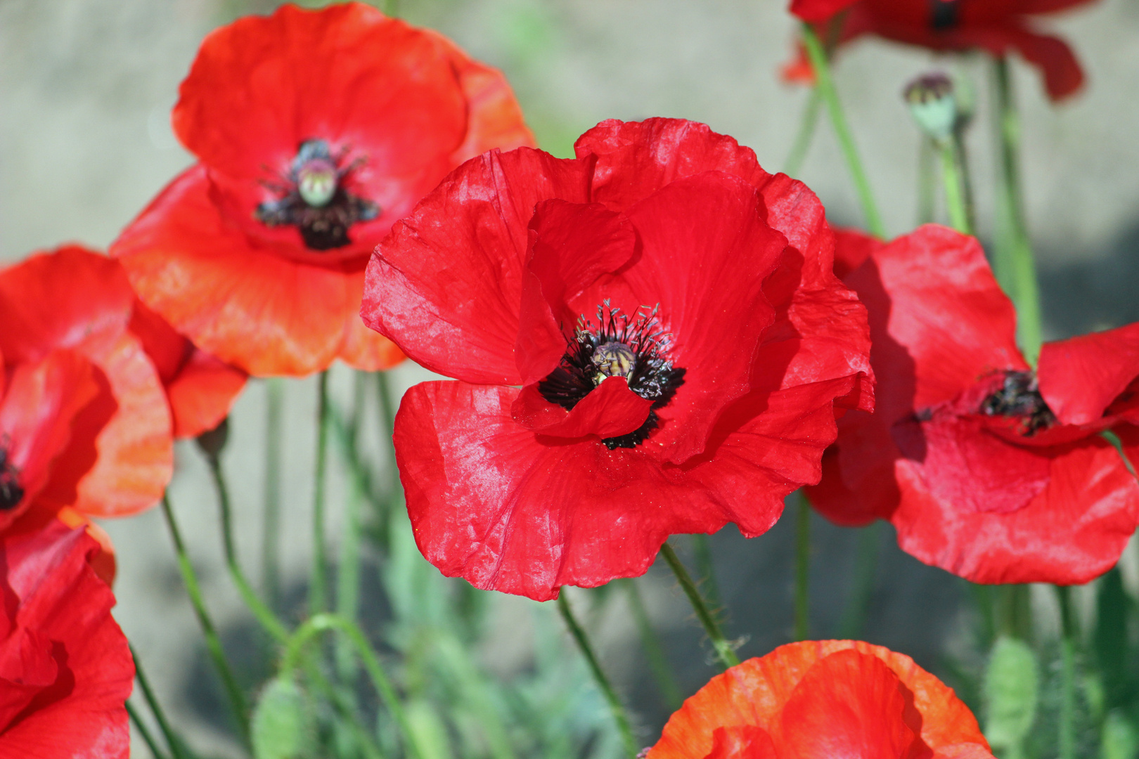 Red Poppy