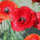 Red Poppy