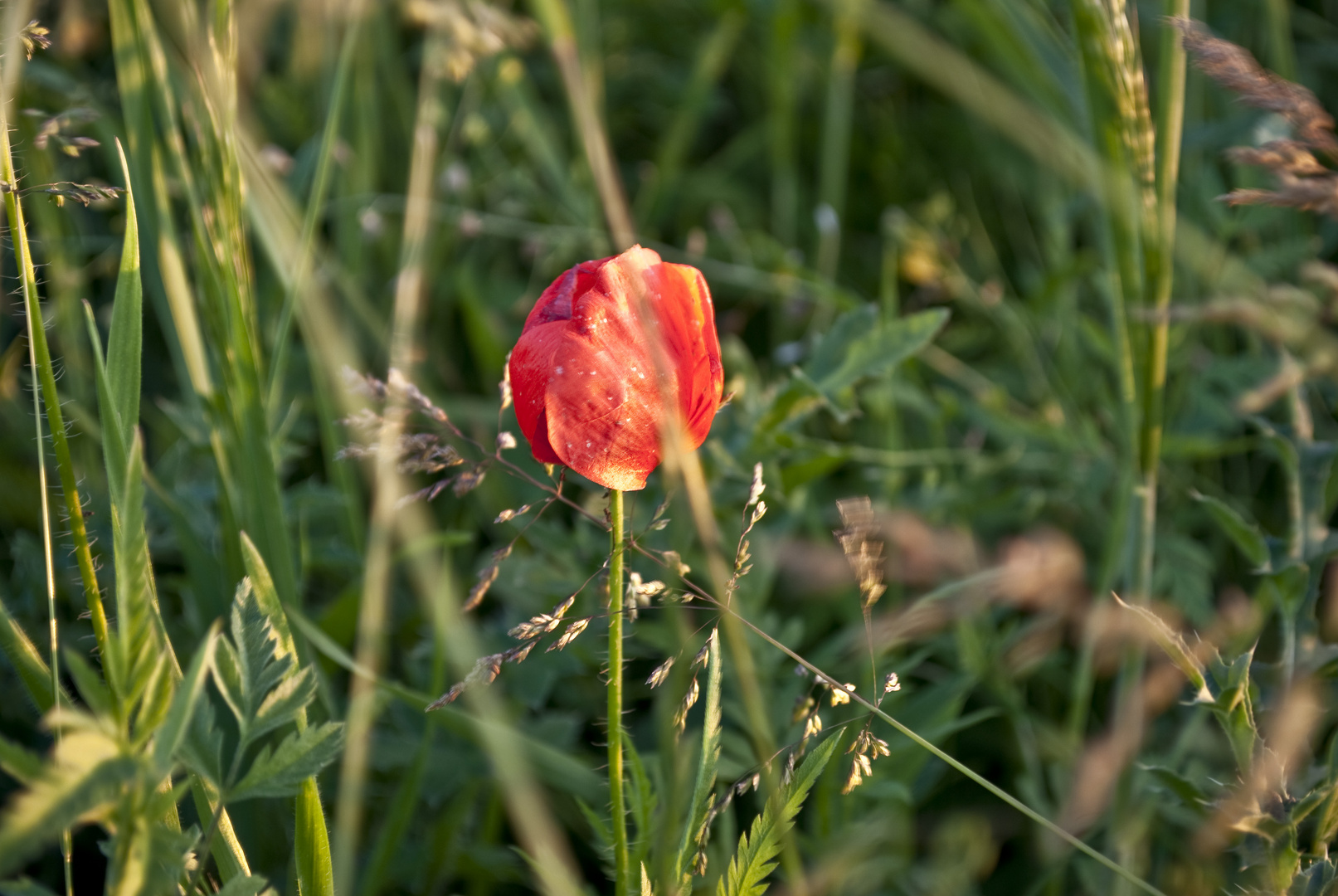 red poppy