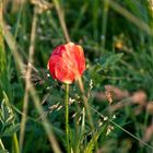 red poppy