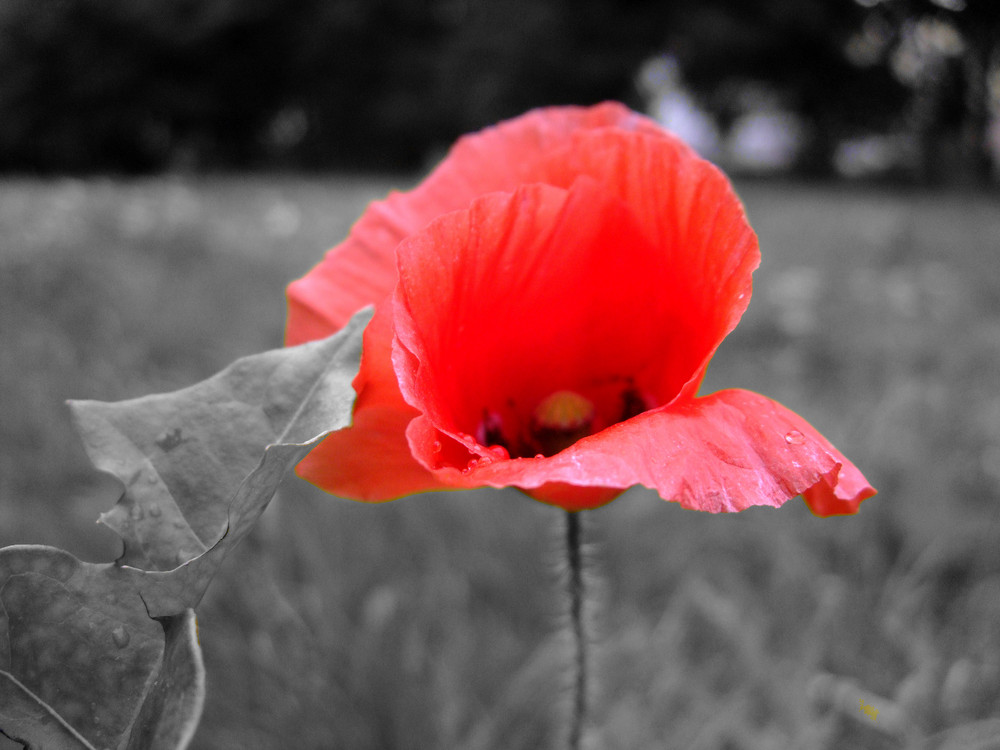 Red Poppy