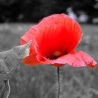 Red Poppy