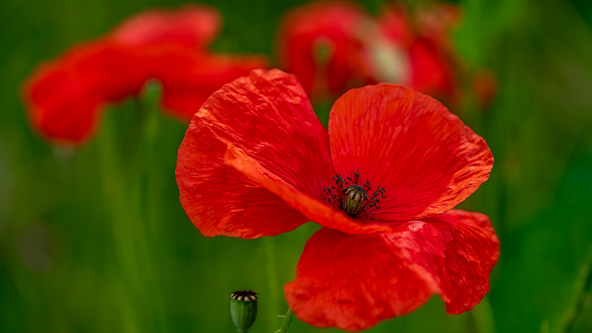 RED POPPY BLOSSOM