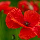 RED POPPY BLOSSOM