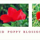 °° Red Poppy Blossoms °°