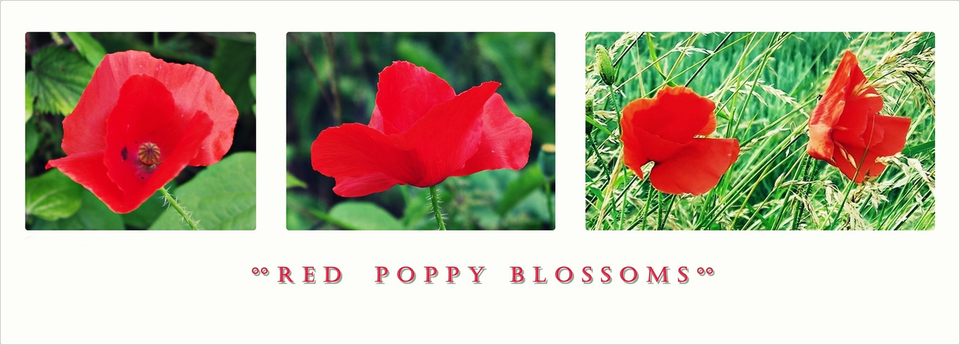 °° Red Poppy Blossoms °°