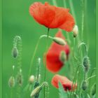 °°° Red Poppy °°°