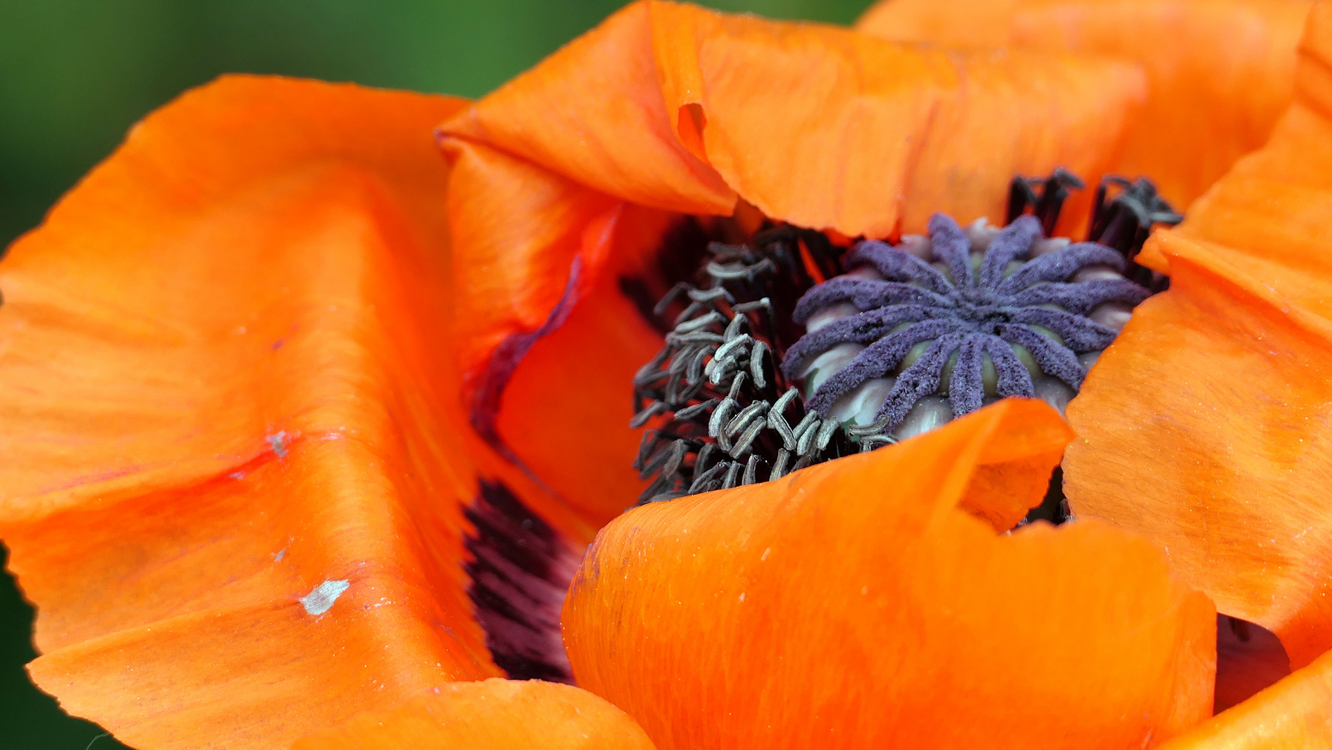 ... red poppy close-up