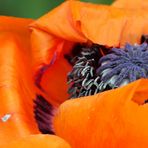 ... red poppy close-up