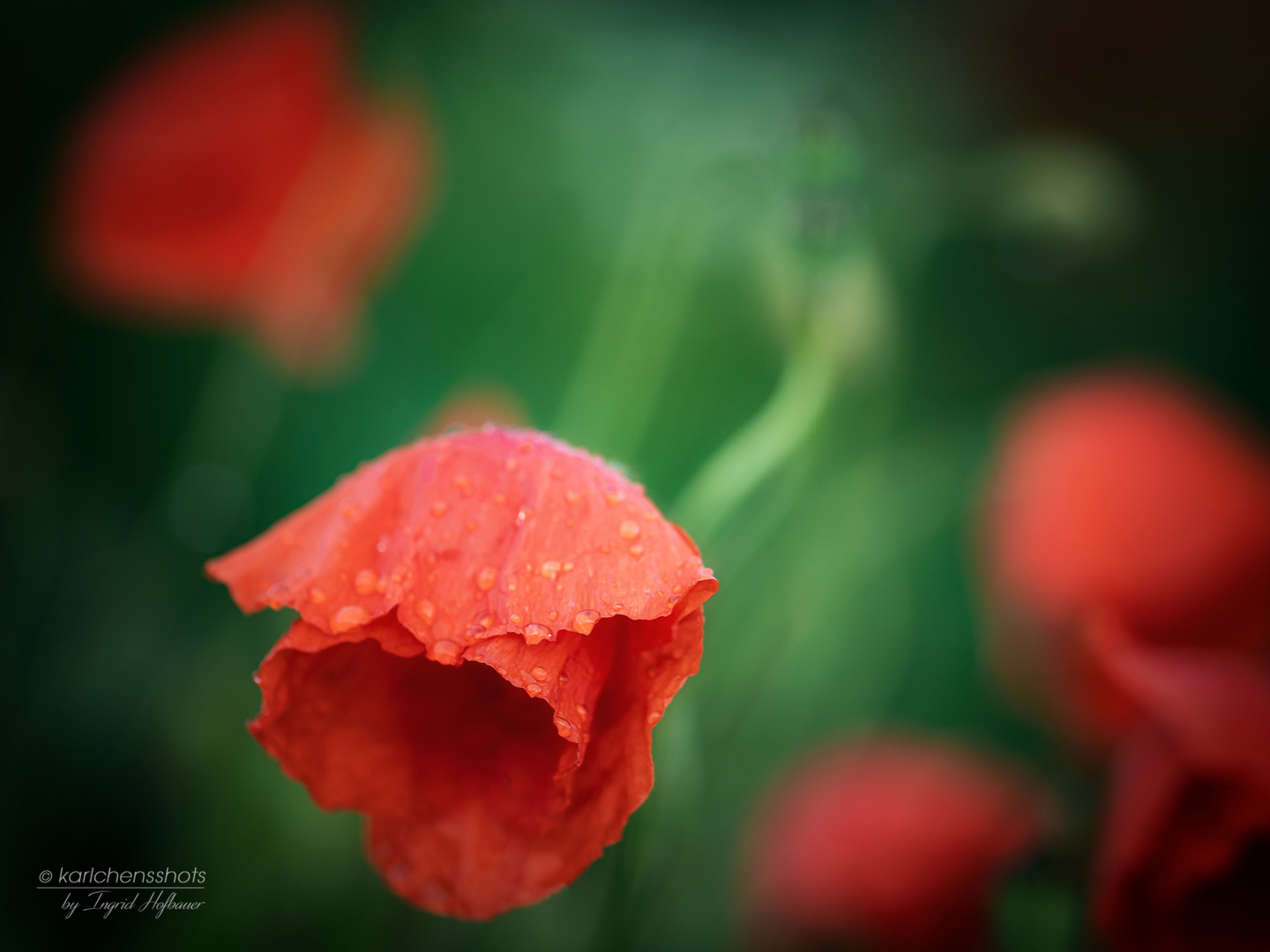 Red Poppy