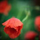 Red Poppy