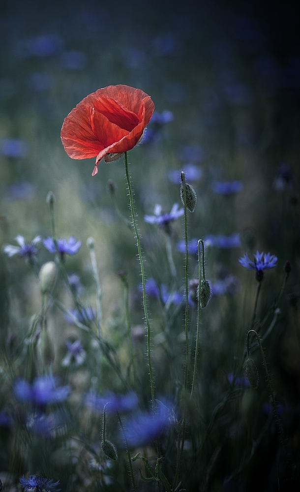 Red Poppy