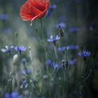 Red Poppy