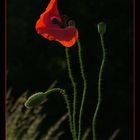 Red Poppy