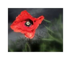 *Red Poppy*