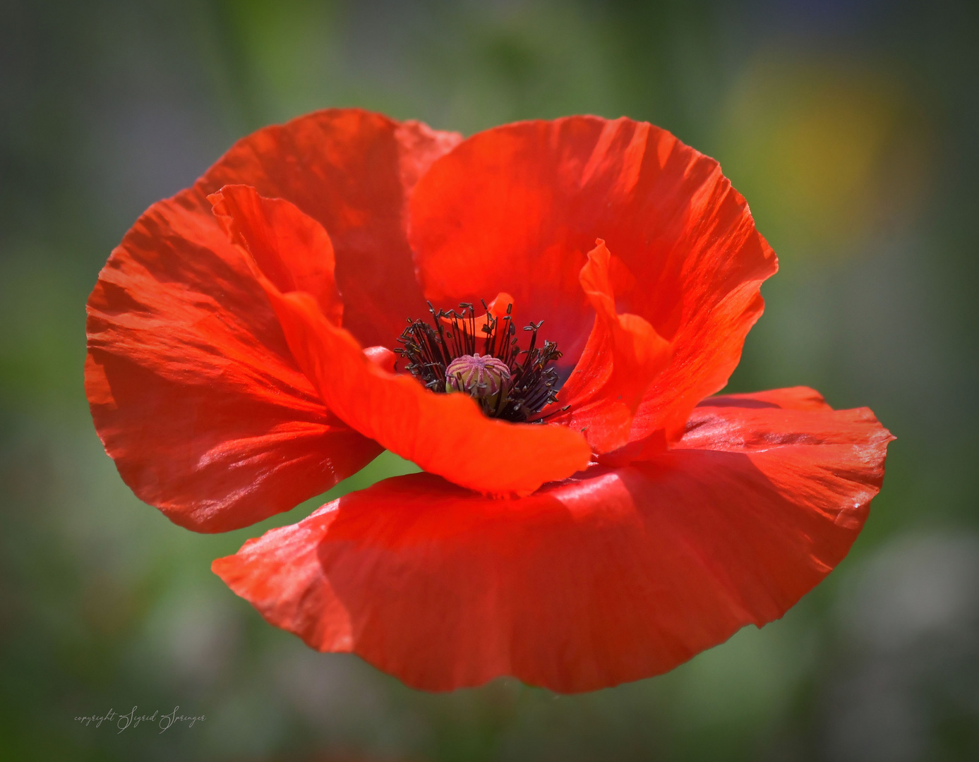 red poppy