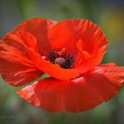 red poppy