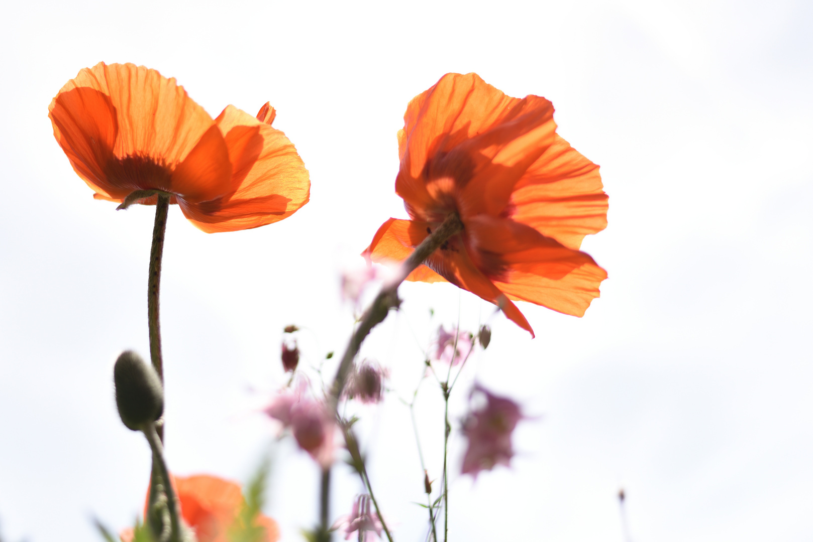 red poppy