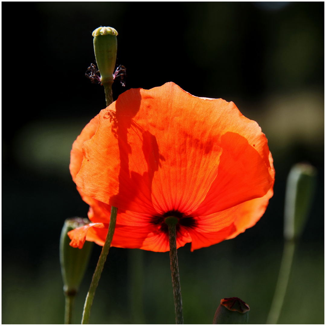 Red poppy