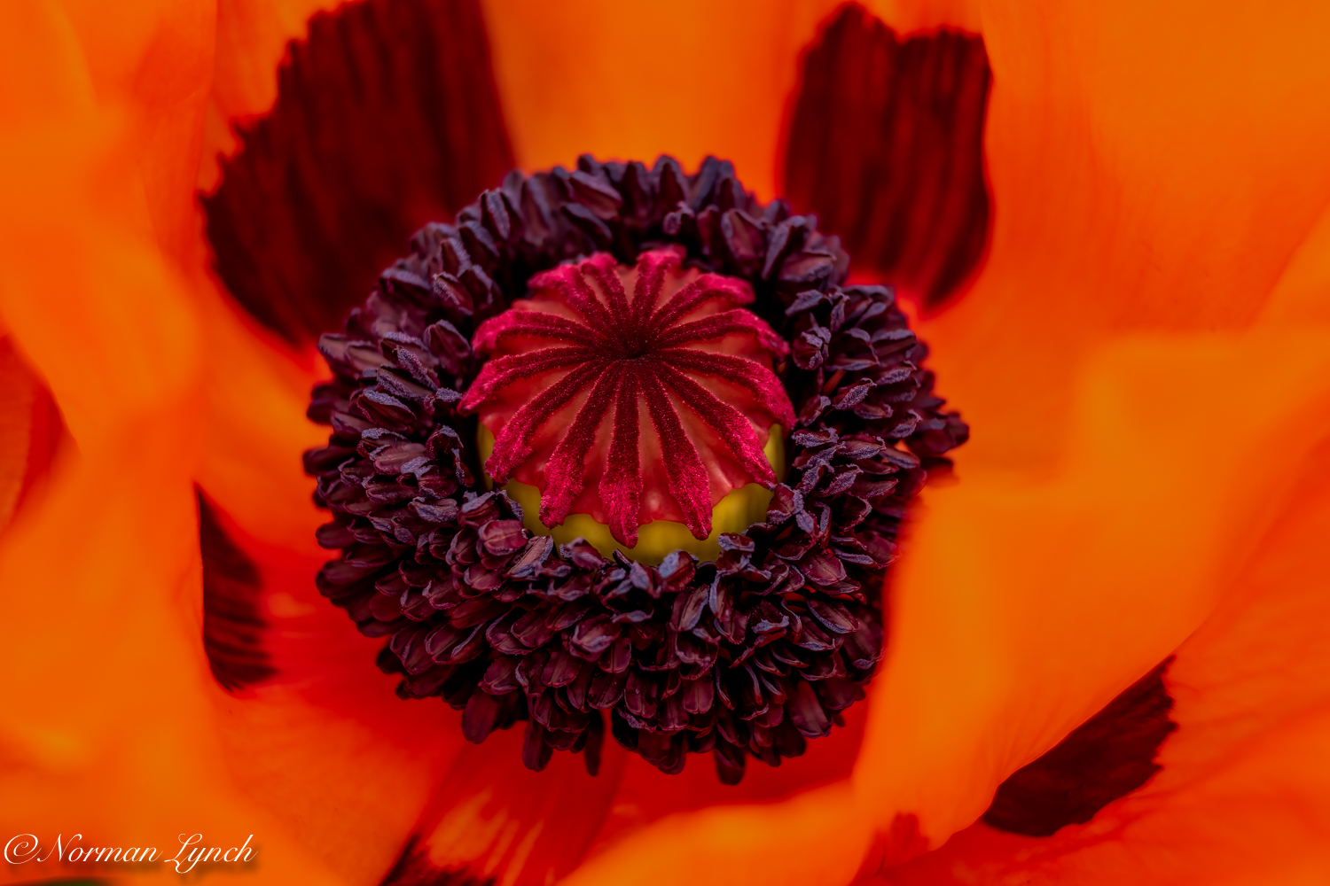 Red Poppy