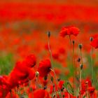 Red poppy field