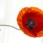 red poppy flower