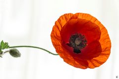 red poppy flower