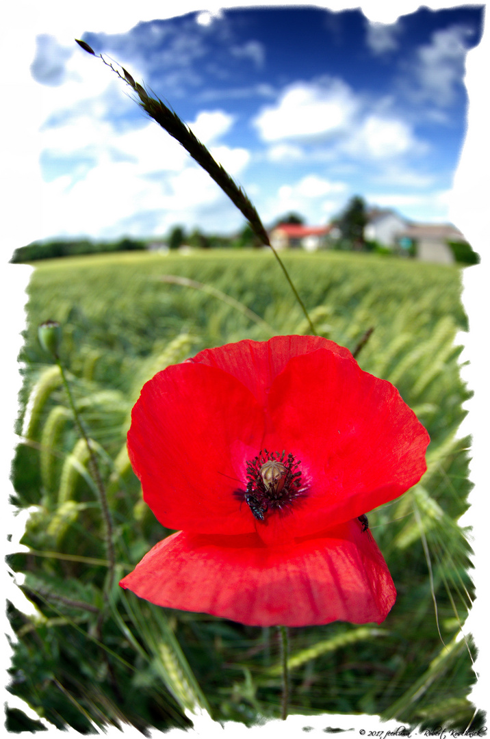 ... red poppy I