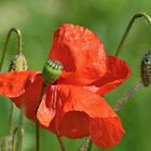 red poppy II