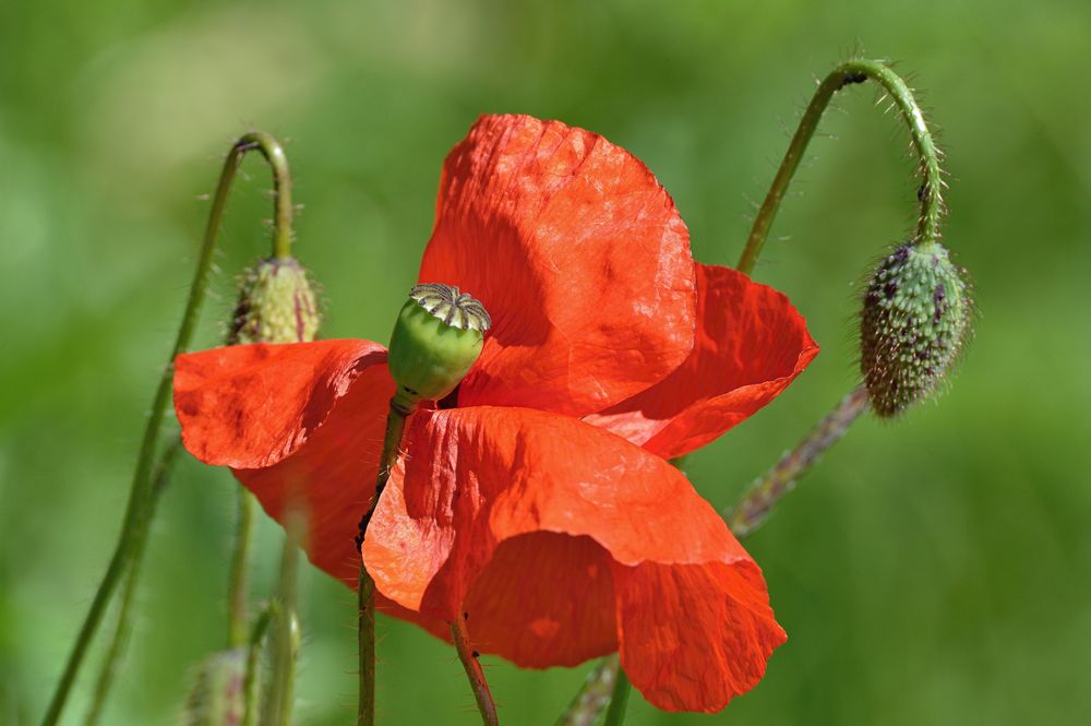 red poppy II