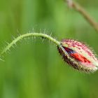 red poppy III