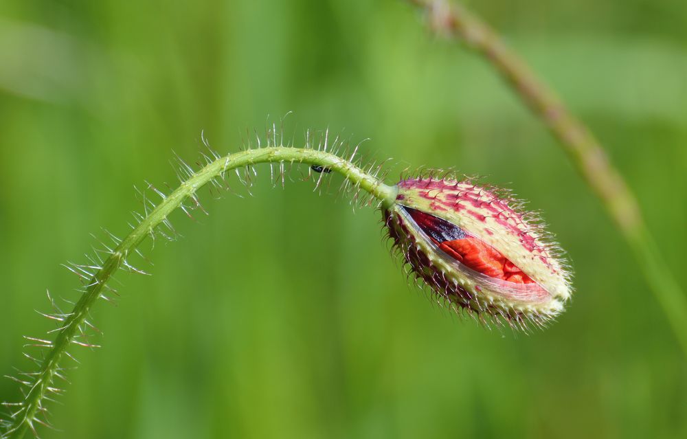 red poppy III