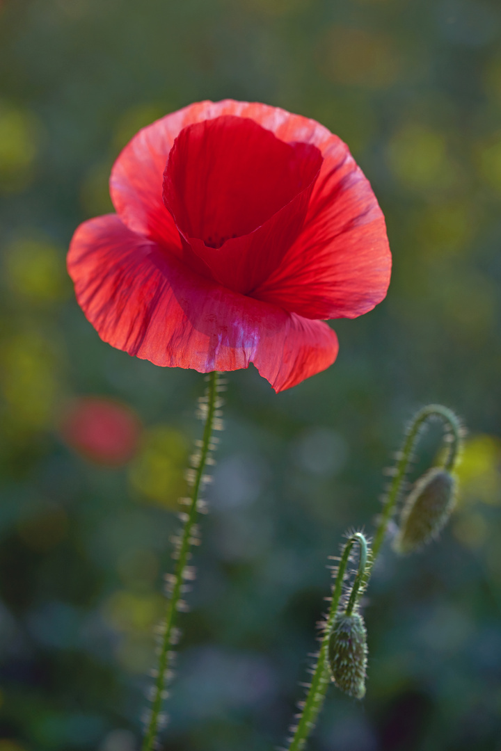 Red Poppy in Sunsetlight 