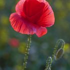 Red Poppy in Sunsetlight 