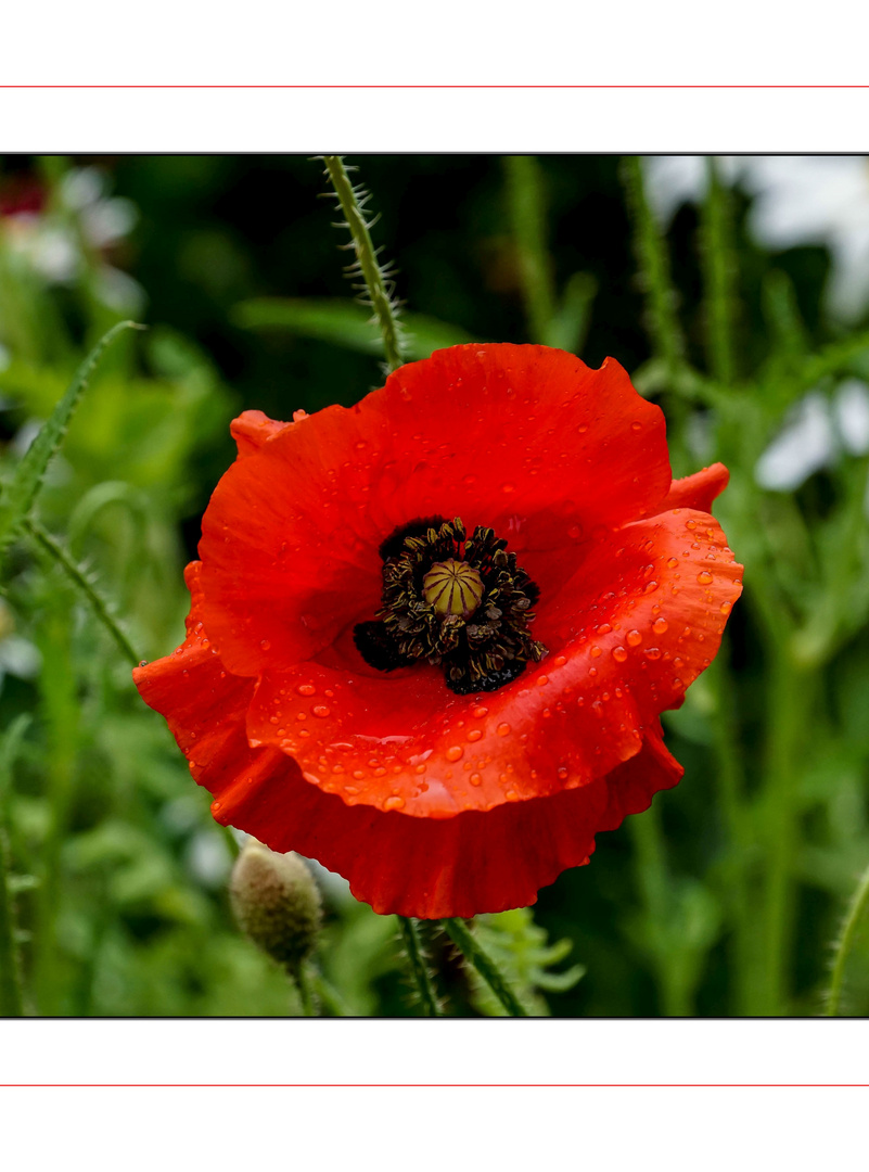 red poppy in th rain