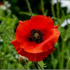 red poppy in th rain