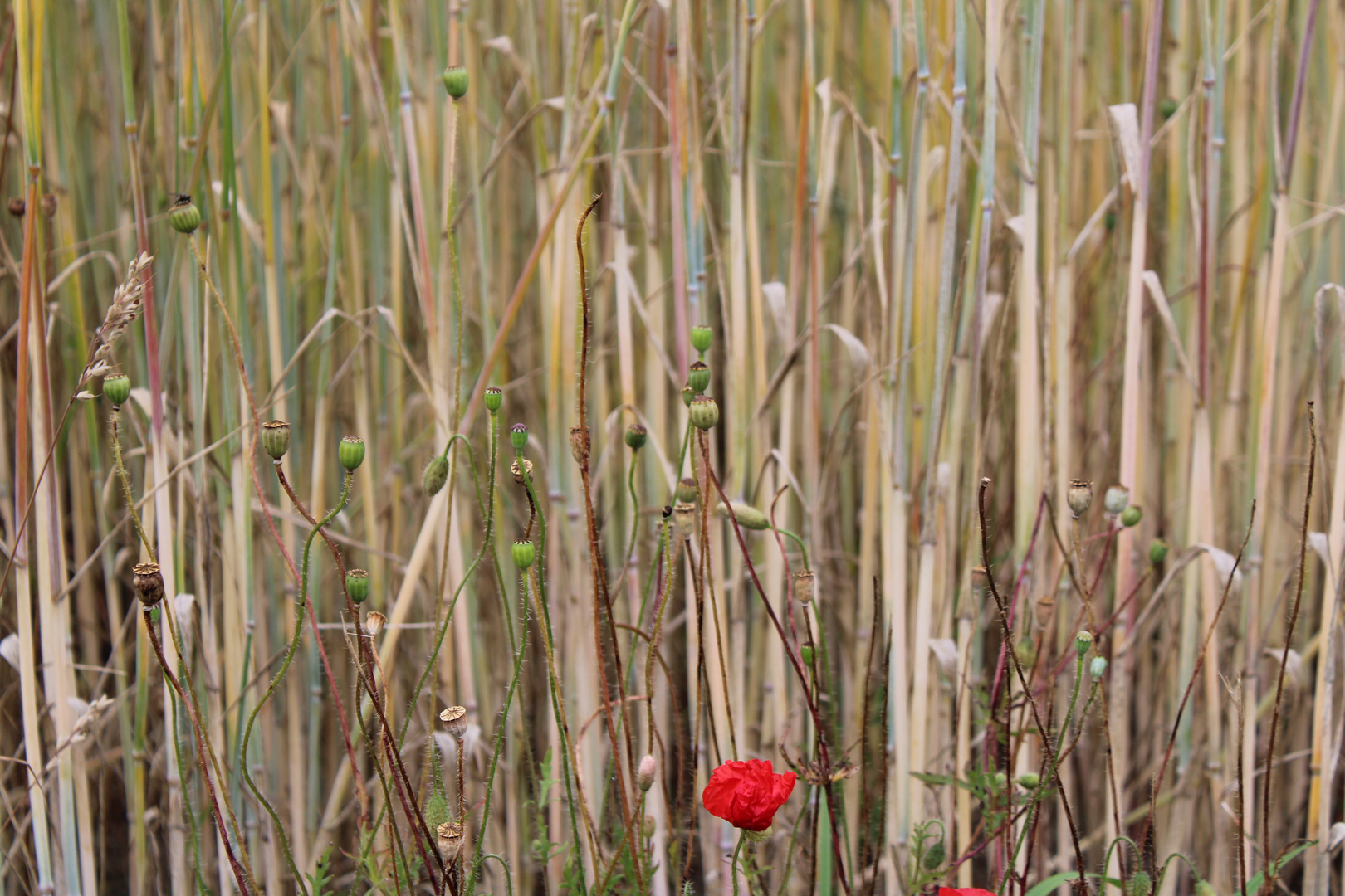 red poppy lost