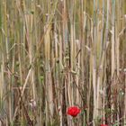 red poppy lost