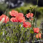 red poppy moods