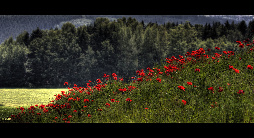 Red Poppy Rise