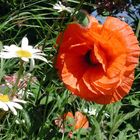 Red poppy - Roter Mohn