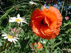 Red poppy - Roter Mohn