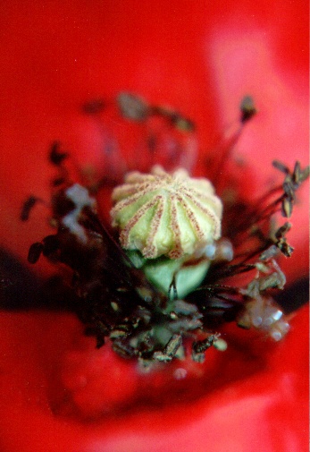 Red poppy seed