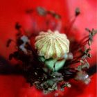 Red poppy seed