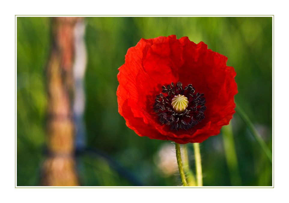 Red Poppy & Vine